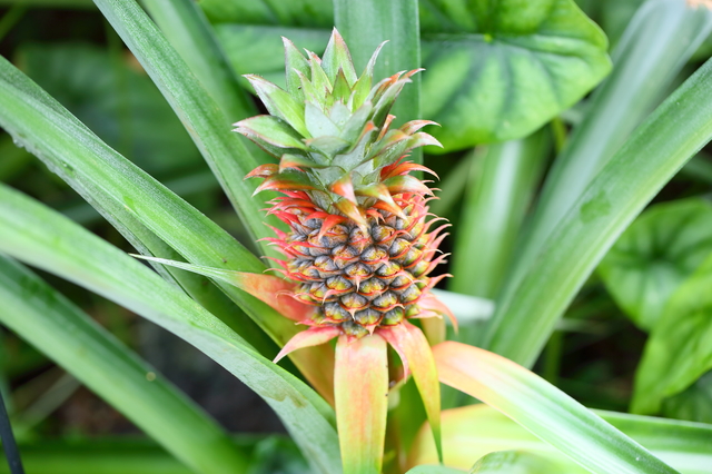 パイナップル｜野菜｜ガーデンメモ｜HOW TO｜DCM